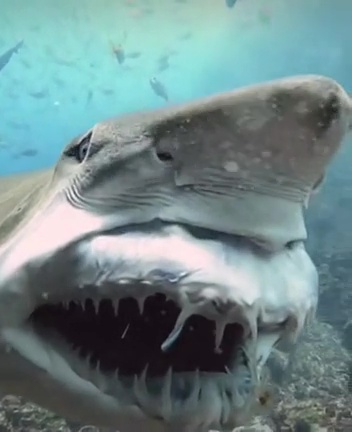 Terrifying moment shark reveals protruding razor sharp teeth like monster from Alien