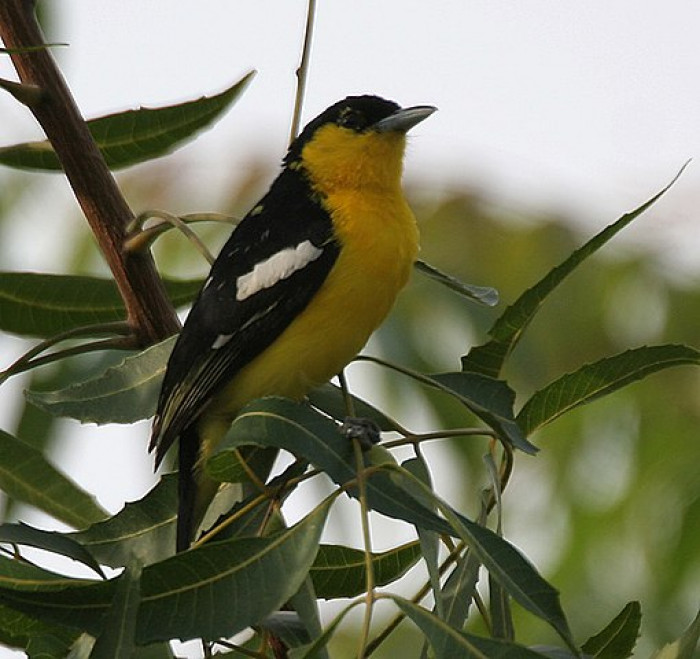 The common Iora may generate a wide range of sounds. 