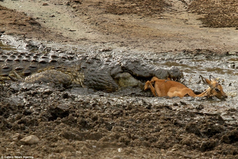 Into the deep: The impala is brought down into the thick mud, where it looses its battle with the crocodile and quickly dies