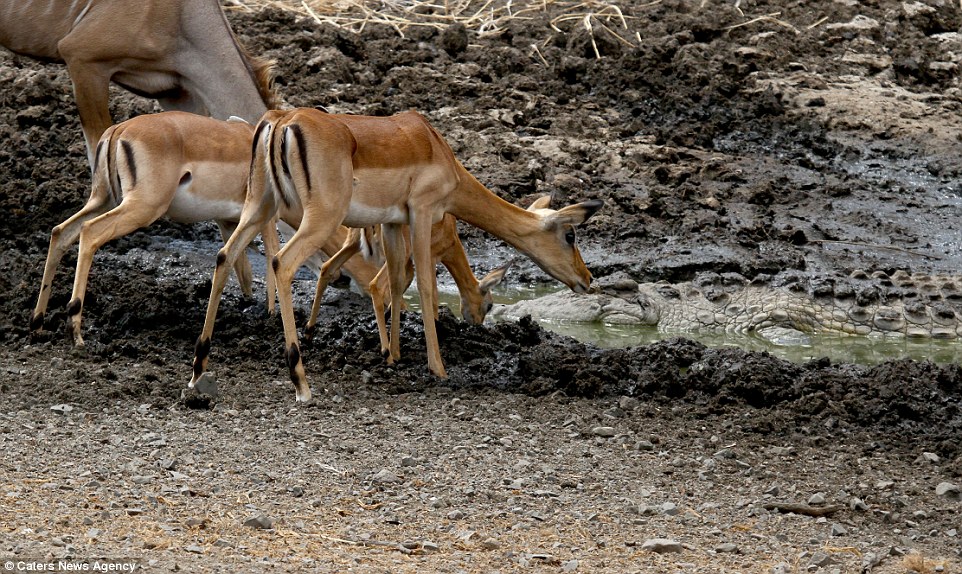 Hidden danger: Some of the animals appeared unaware that they were just inches away from crocodiles lurking beneath the water