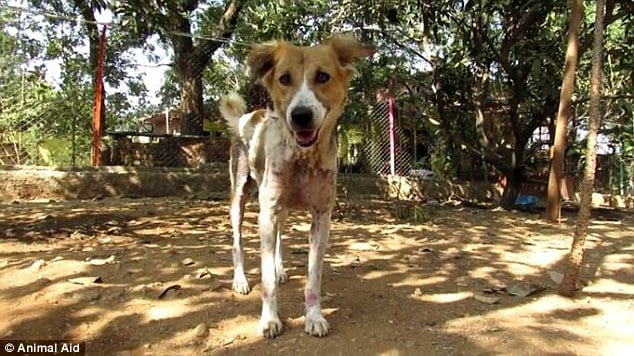 Asha couldn't look more different now, though, bounding around the charity's sanctuary