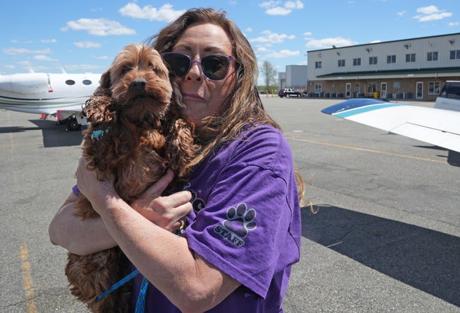 Morristown, NJ - May 6, 2023 - Robyn Urman of PetResQ with one of five rescue dogs that were flown in from Ohio to Morristown Airport, where they were picked up by the Tenafly organization. The dogs will be delivered to foster homes, where they will stay for up to three months for rehabilitation and then be eligible for adoption.