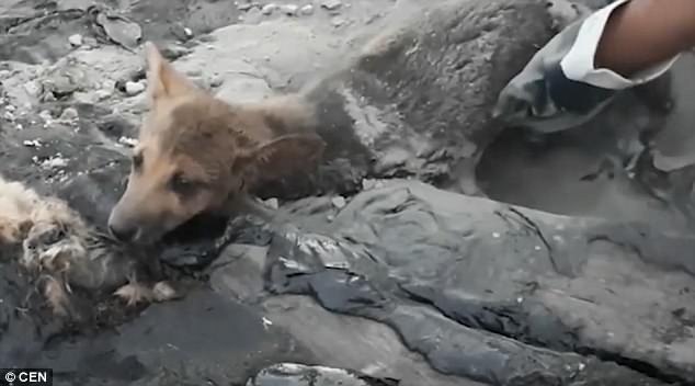 The puppies were abandoned by their owners in a tar pit and could not get out 