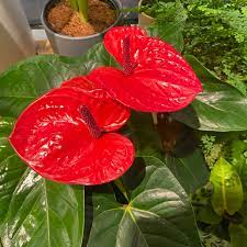 Anthurium andraeanum "Red Flower" (Flamingo flower) – The Plant Lady SF