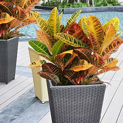 How to Cultivate Croton Plants Indoors | Gardener's Path