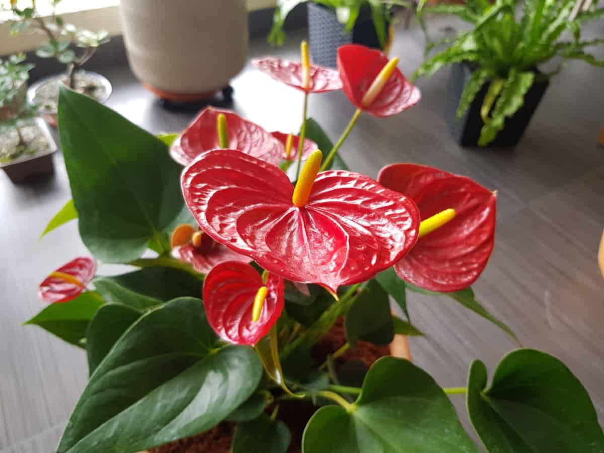 The Full Guide to Anthurium Care (Flamingo Plant Care) – BigBoyPlants