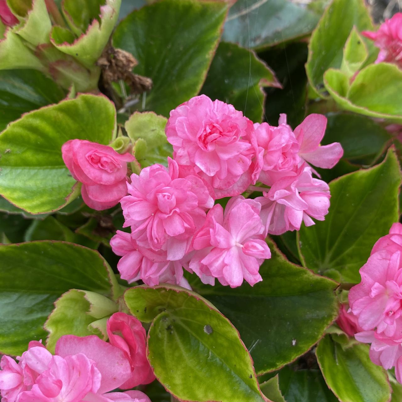 Begonia Double Up™ Pink - Garden Crossings