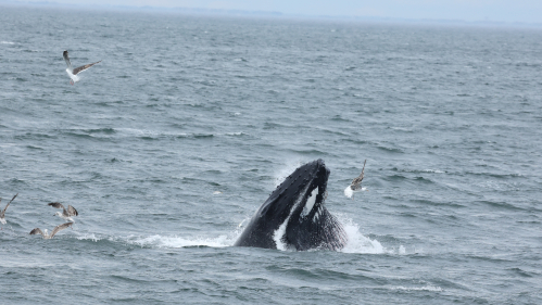 What's Bringing Humpback Whales to New York and New Jersey | Rutgers  University