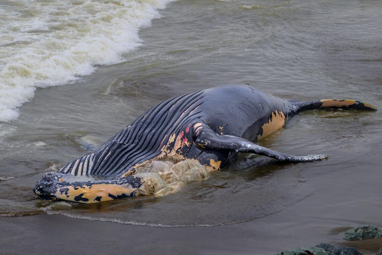 This is an image of a dead whale.