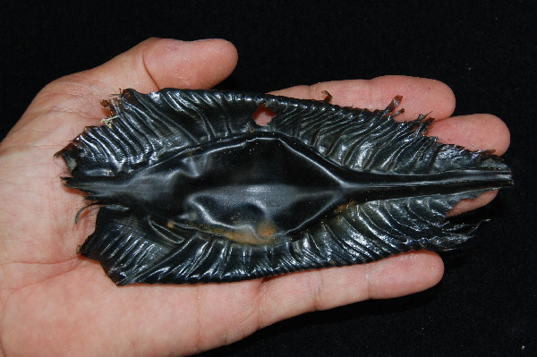 ghost shark egg case