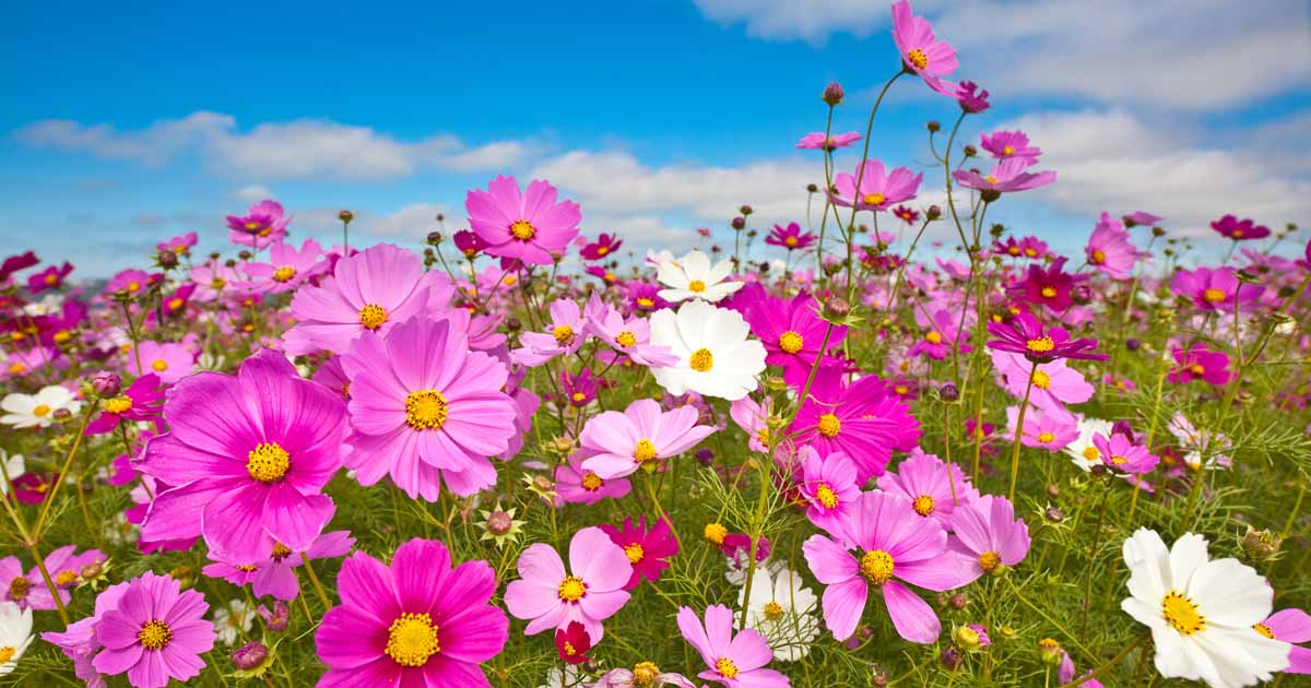 25 of the Best Cosmos Flower Cultivars | Gardener's Path