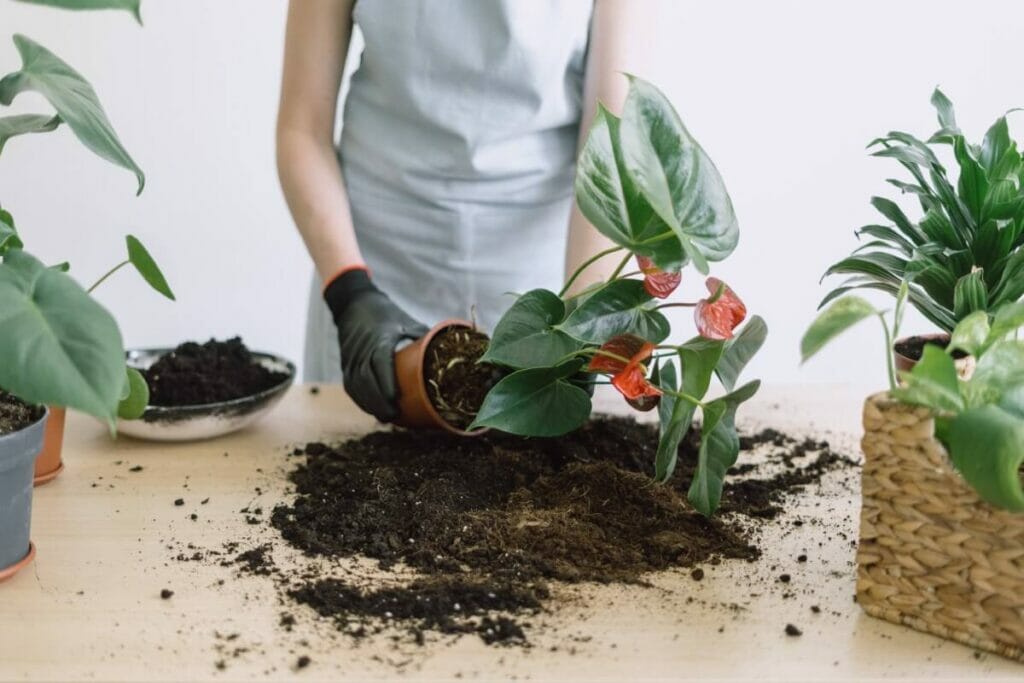 When and How to Repot Anthurium (Essential Guide) - Petal Republic