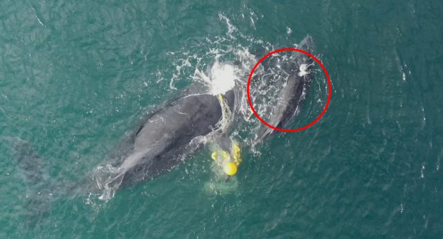 Whale mother and calf tangled in Queensland shark net