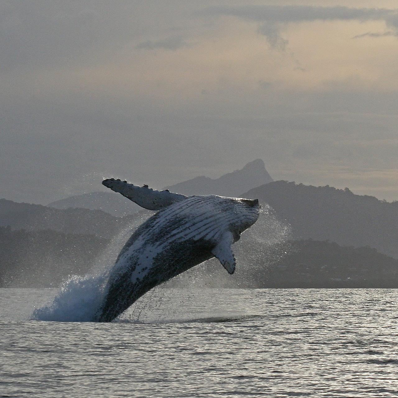 Whale Watching Byron Bay | The Official ByronBay.com Guide