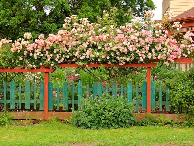 Rose Garden Ideas - How to Design with Roses | Garden Design