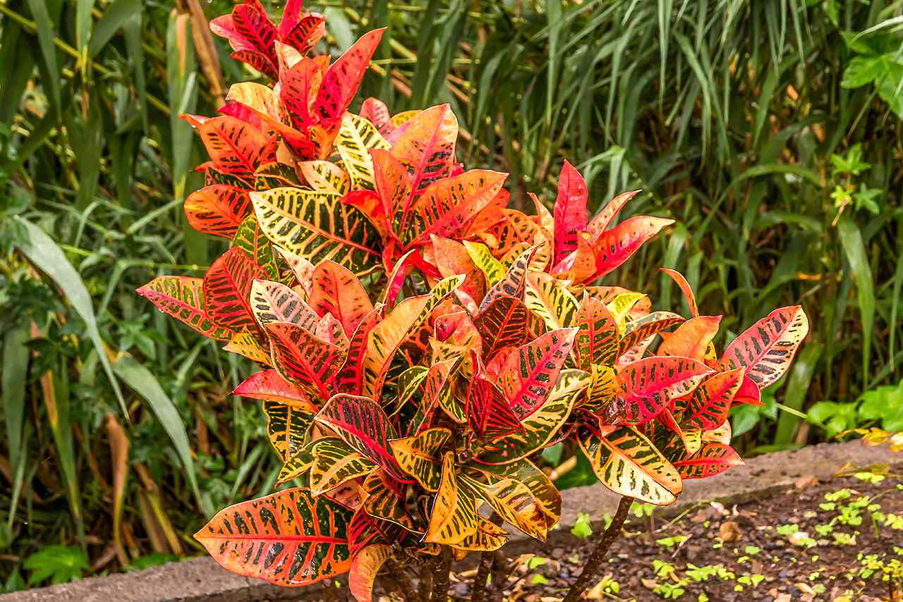 How to Grow and Care for a Croton Plant