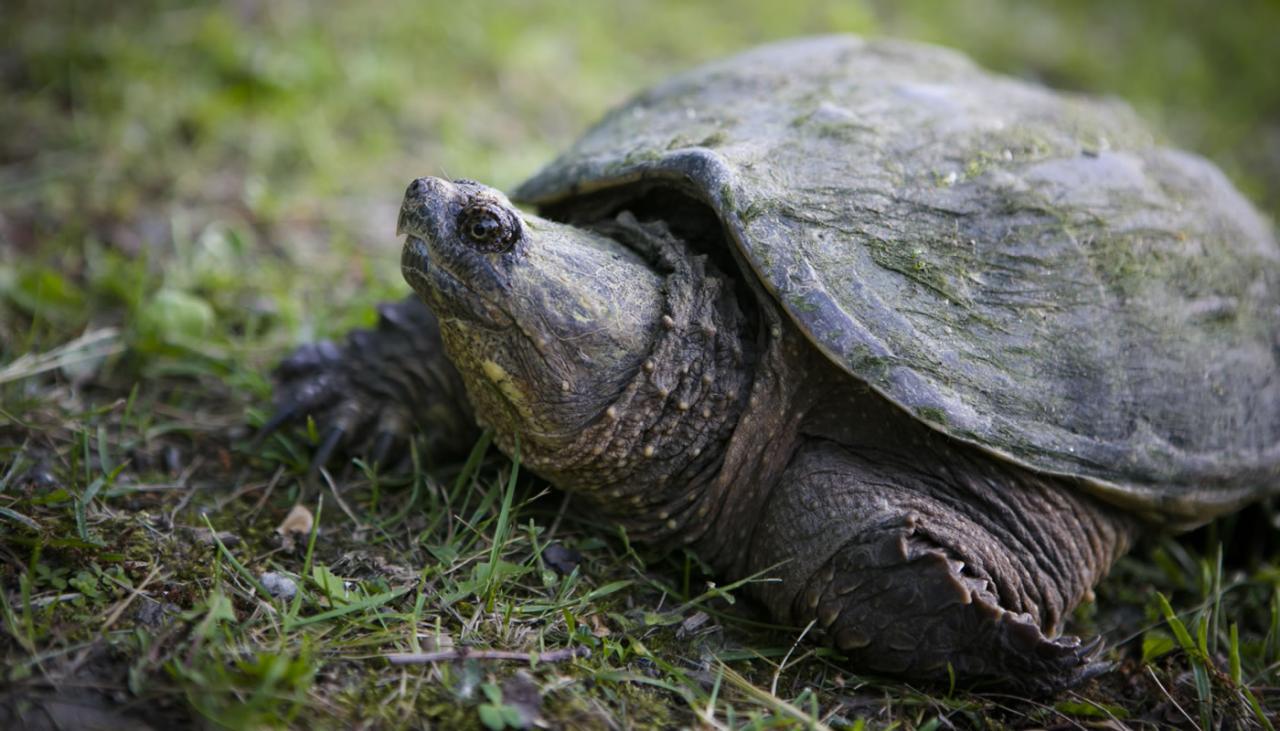 Forest Preserves of Cook County, Friends of the Chicago River Join Together to Help Turtles - Forest Preserves of Cook County