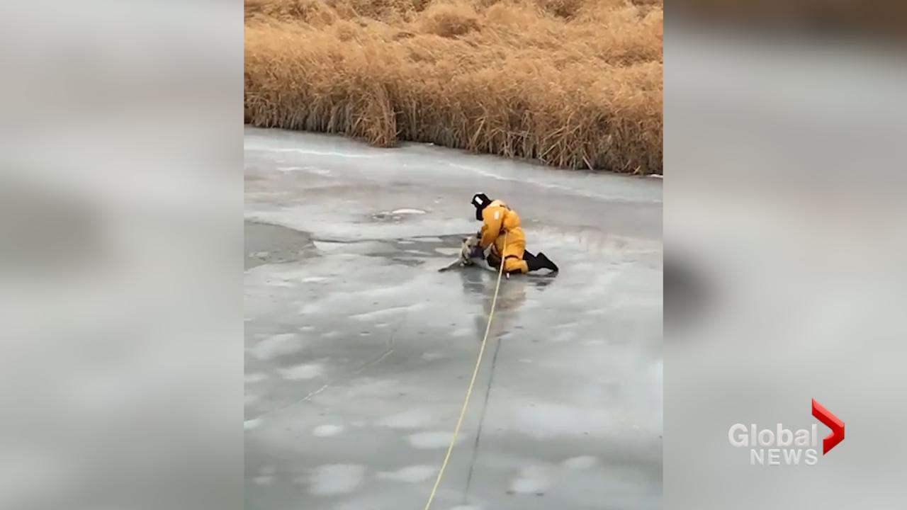 Saskatchewan dog rescued by firefighters from icy creek caught on camera |  Globalnews.ca