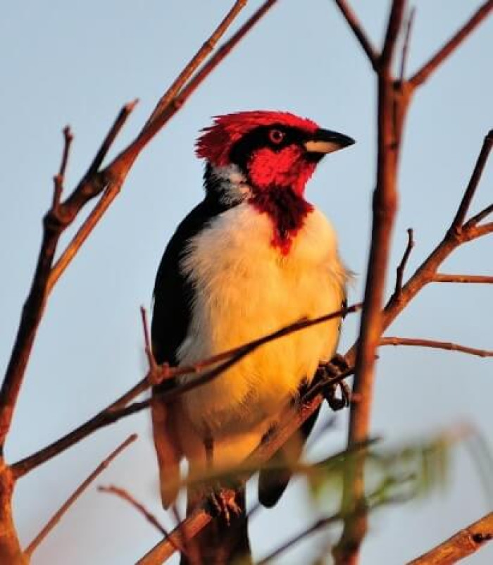 These birds need lots of energy and nutrients to maintain their strength, enabling them to spread their wings and reproduce.