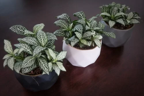 lindas hojitas verdes y blancas de una planta de interior fittonia