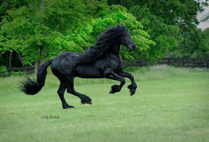 Frederik-The-Great-Friesian-Horse-Stallion