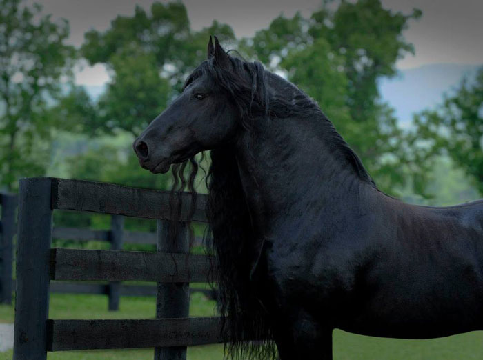 Frederik-The-Great-Friesian-Horse-Stallion