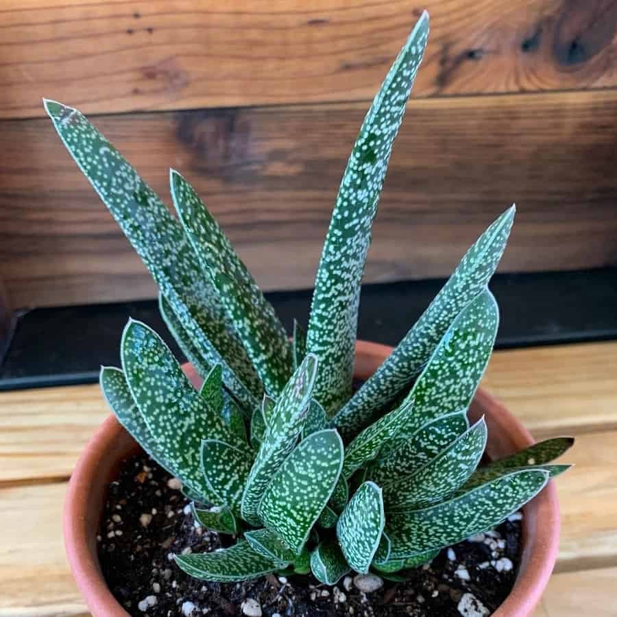 Gasteria maculata: Care and Propagation Guide | Succulent Alley