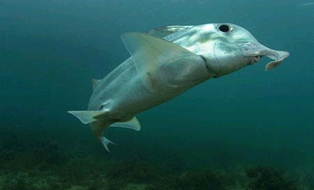 Callorhinchus milii, elephant shark, ghost shark (4)