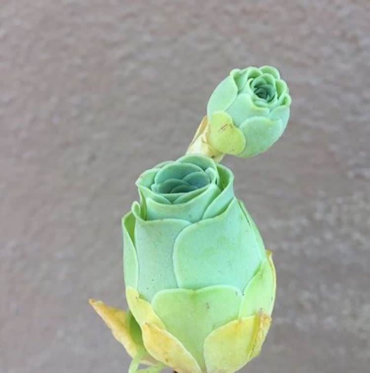 Rose Succulents Look Like Tiny Blossoming Flowers from a Fairy Tale