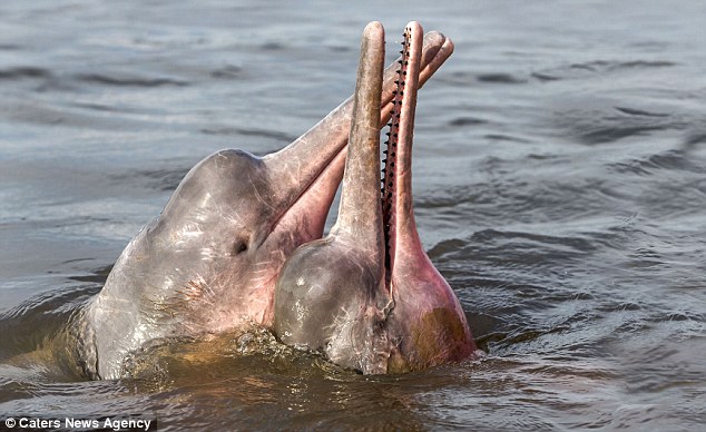 Here's looking at chew flipper: Rare bubblegum PINK river dolphin makes a splash in the Amazon