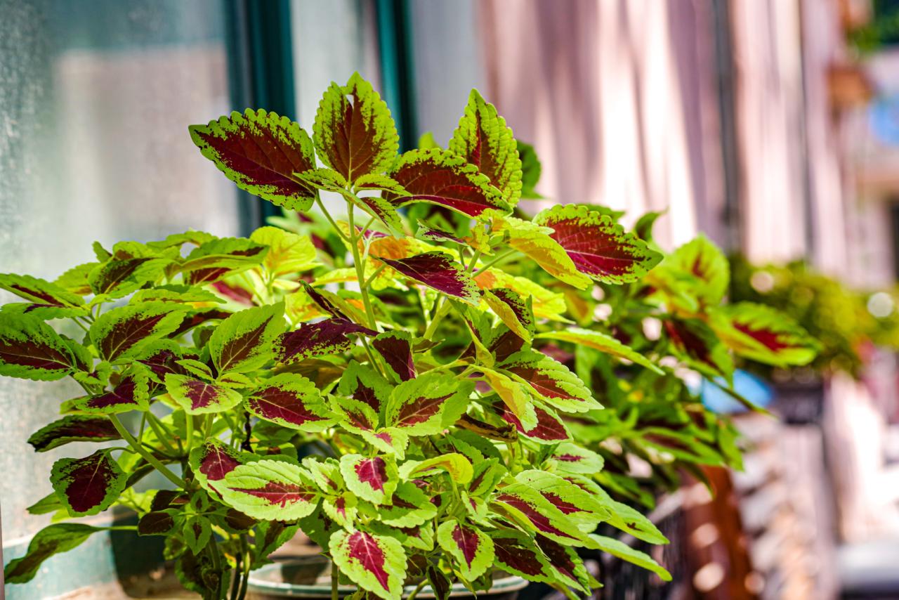 30 Houseplants That Thrive In Direct Sunlight | Horticulture