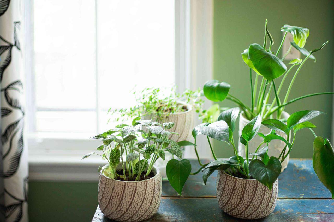 30 Indoor Plants That Like Direct Sunlight