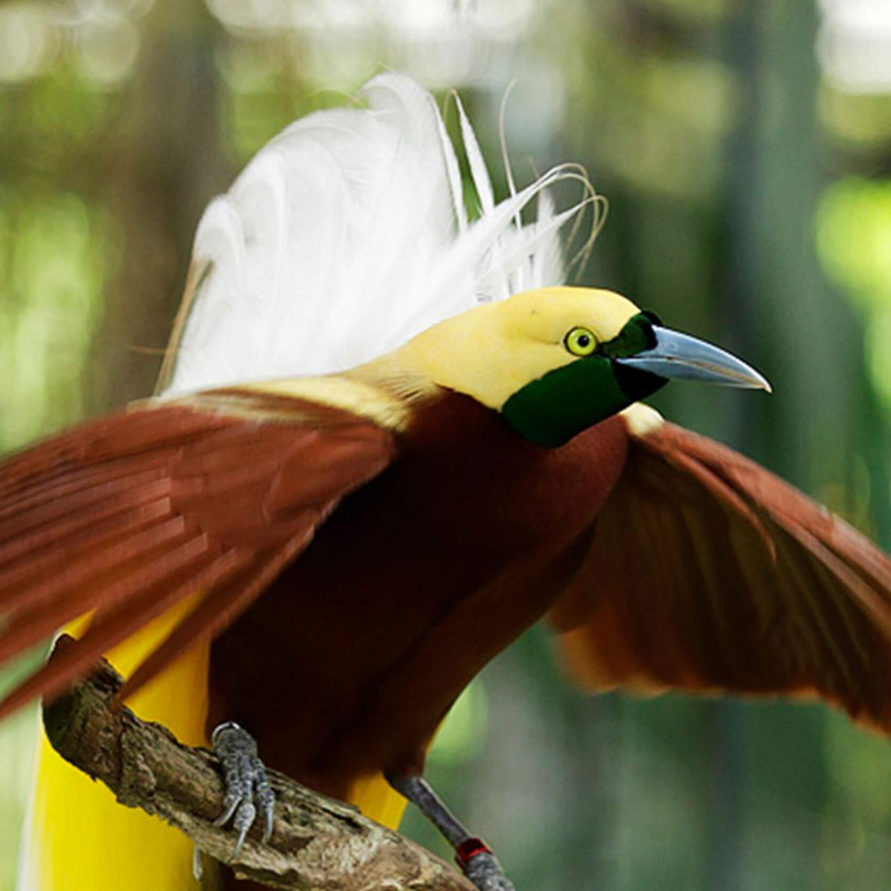 Birds of Paradise - Jurong Bird Park | Wildlife Reserves Singapore