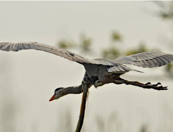 Swallowed alive, the eel bit the heron's neck and came out - 5