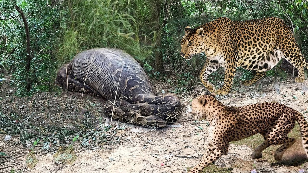 Big Battle Leopard vs Anaconda Python Great Battle! - YouTube