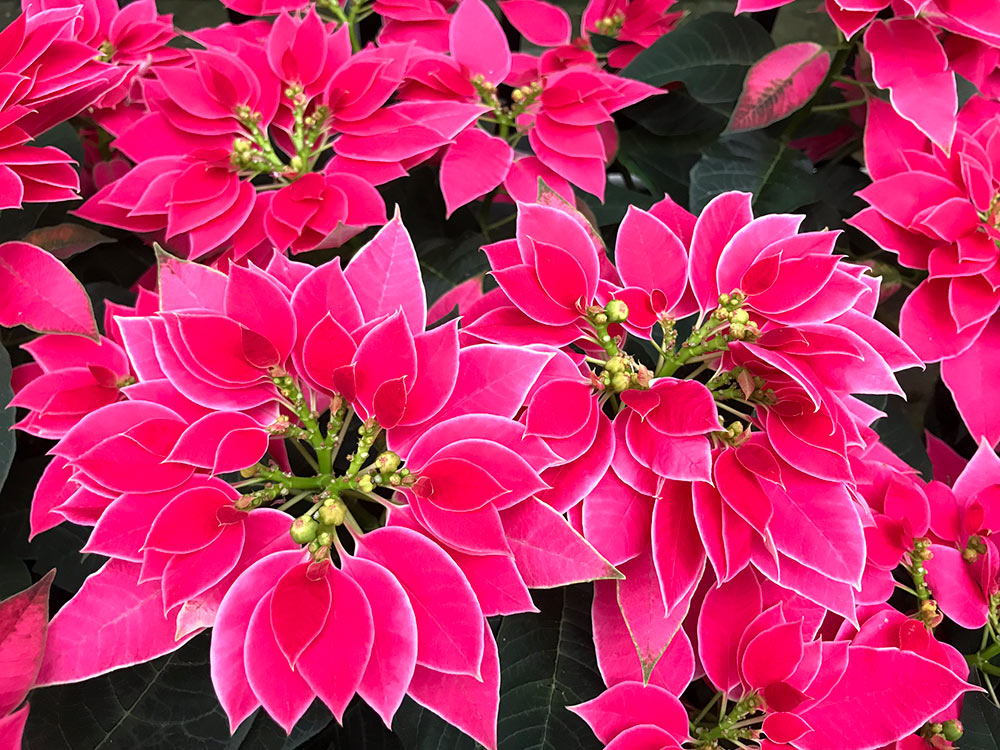 Poinsettias Flourish at the U.S. Botanic Garden | United States Botanic  Garden