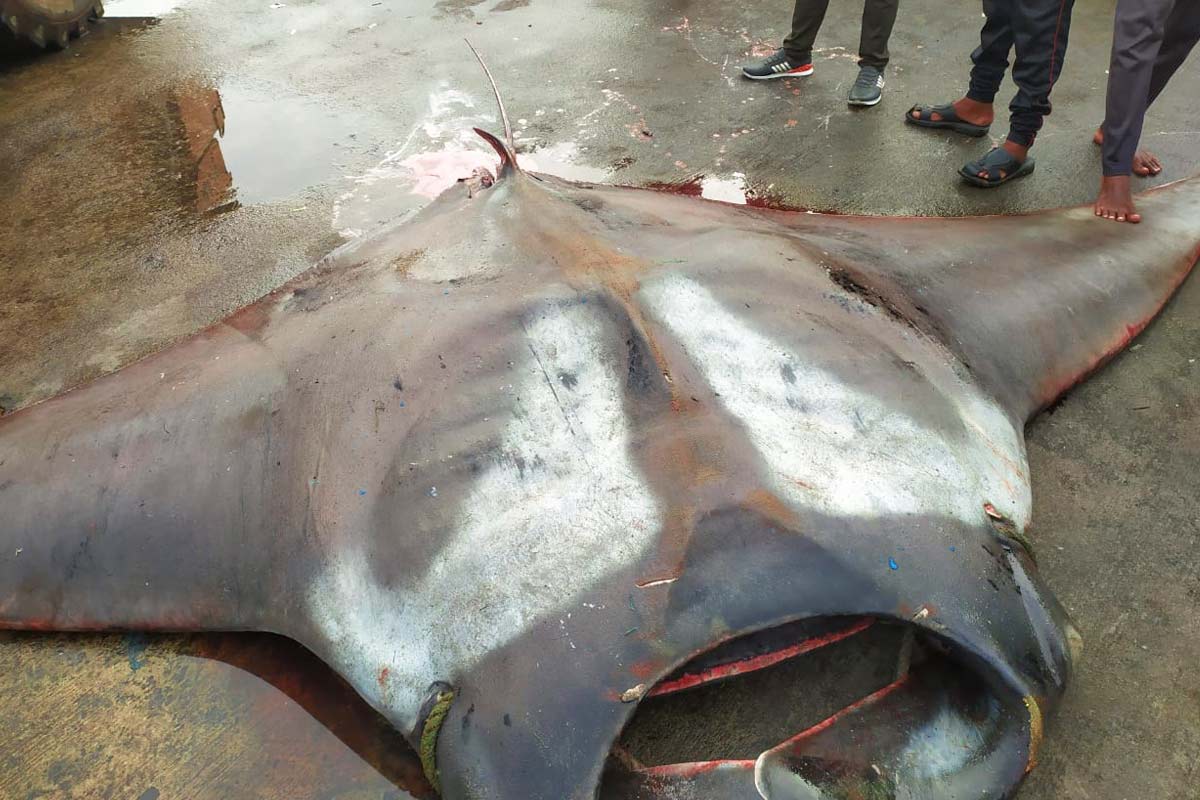 Watch: Giant manta ray weighing 750 kg caught by fisherman off Karnataka coast | The News Minute