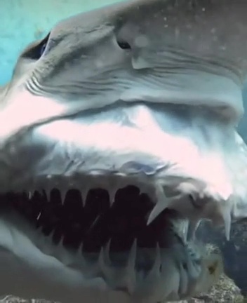 terrifying moment shark reveals protruding razor sharp teeth like monster from alien 422952 2