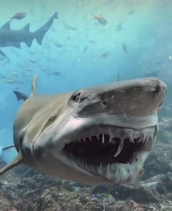 terrifying moment shark reveals protruding razor sharp teeth like monster from alien 422952 4